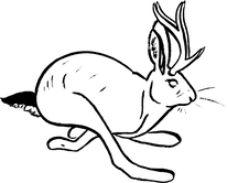 illustration of a bounding jackalope